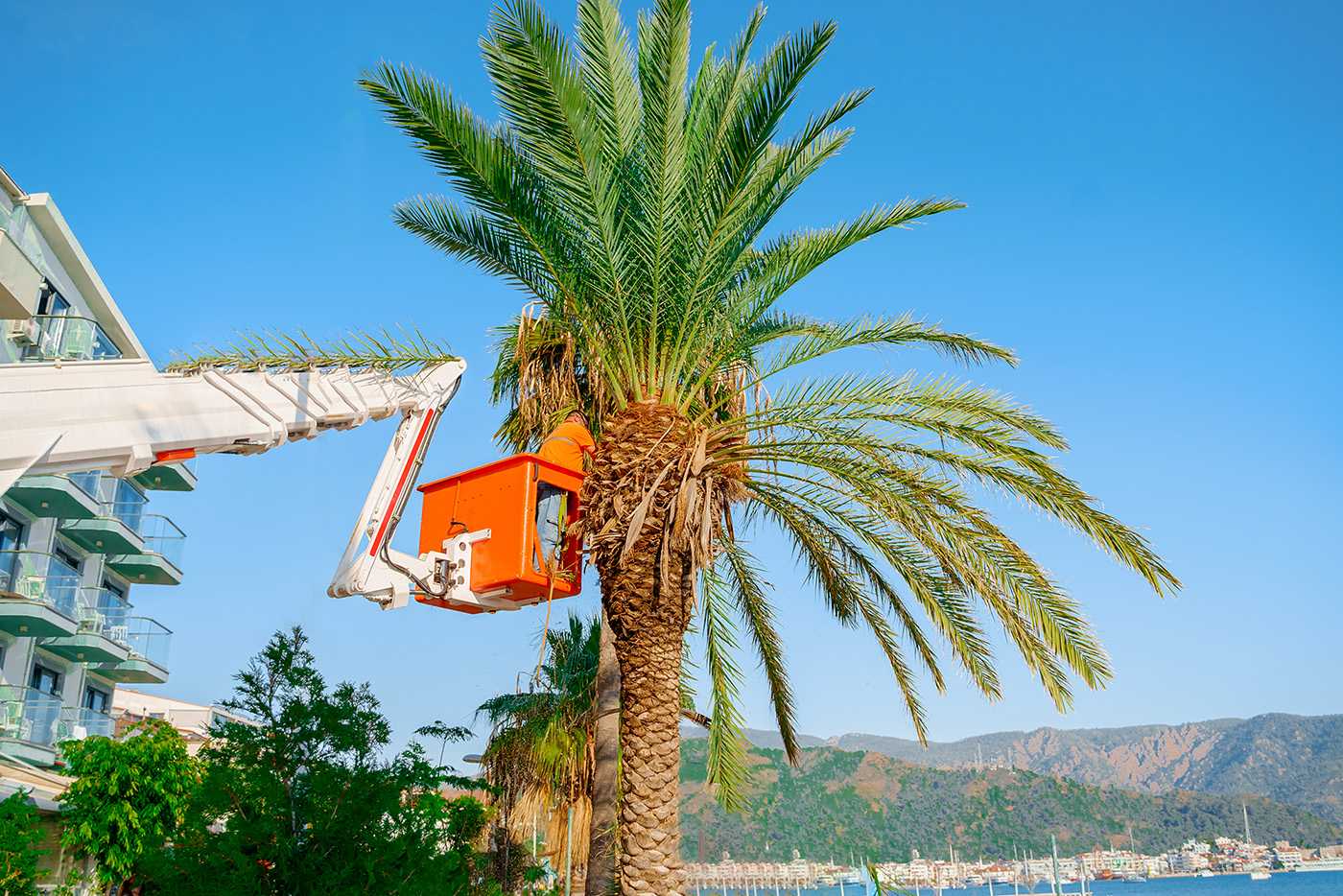 Tree Trimming & Pruning