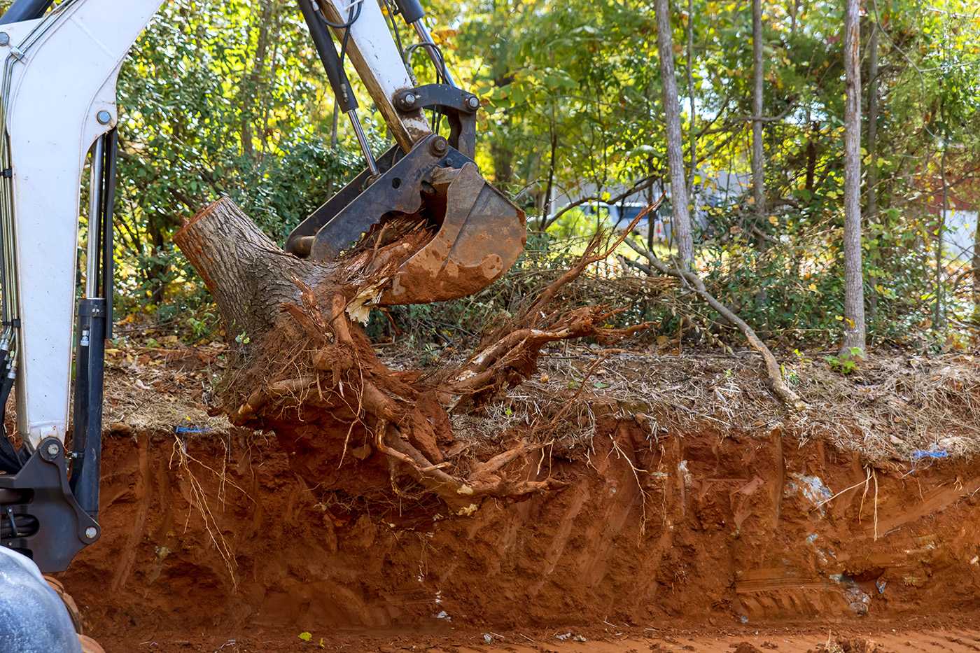 Tree Removal