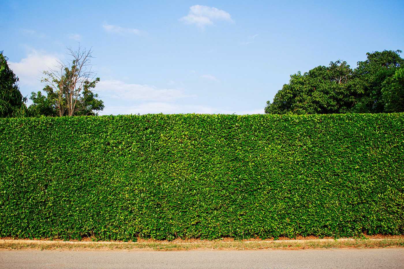 Hedge Installation & Removal